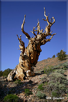 Windschiefer Bristlecone Pine